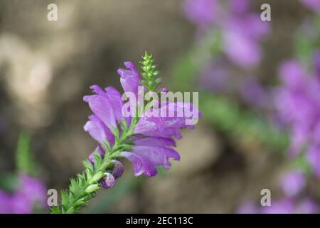 Physostegia virginiana, gehorsam Pflanze mit kleinen rosa Blüten und Knospen und grünen Blättern, Makro von Amazing Dainty oder False Dragonhead, selektiver Fokus Stockfoto