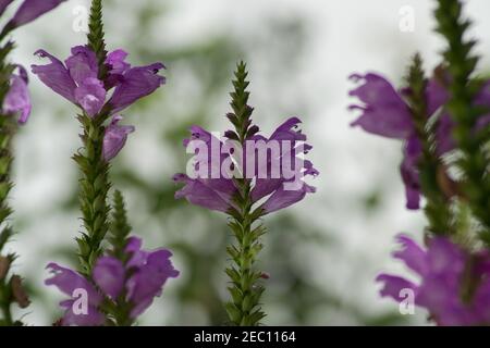 Physostegia virginiana, gehorsam Pflanze mit kleinen rosa Blüten und Knospen und grünen Blättern, Makro von Amazing Dainty oder False Dragonhead, selektiver Fokus Stockfoto