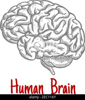 Vintage Gravurskizze des menschlichen Gehirns mit anatomisch detailliertem Hirnstamm und Hinterhirn. Medizin, Wissenschaft oder Brainstorming Konzept Stock Vektor