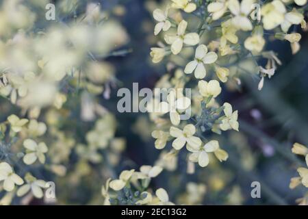 Gelbe Jasminen als verschiedene Hintergrundtexturen. Selektiver Fokus Stockfoto