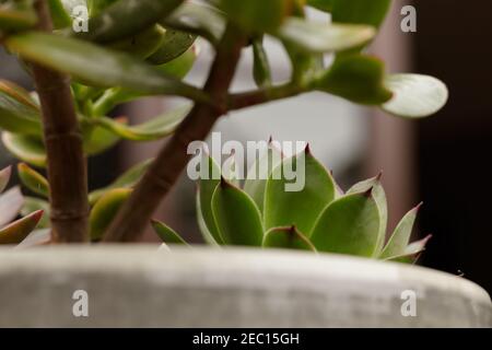 Echeveria agavoides, oder Lippenstift echeveria, ist eine blühende Pflanze aus der Familie der Crassulaceae mit entkochten Hintergrund Stockfoto