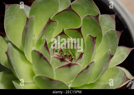 Echeveria agavoides, oder Lippenstift echeveria, ist eine blühende Pflanze aus der Familie der Crassulaceae mit entkochten Hintergrund. Stockfoto