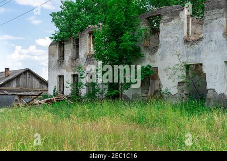 Bäume wachsen durch eine alte ruinierte verlassene Hütte Stockfoto