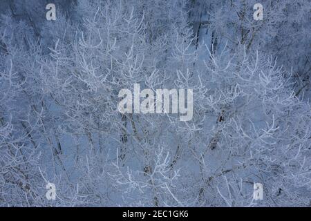 Bäume im Park bedeckt mit Schnee und Frost. Stockfoto