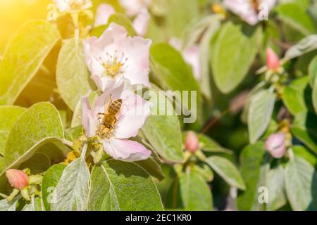 Eine Biene sammelt Pollen von einer Quitte Blume. Bienen auf einer blühenden Quitte. Close up Hummel auf rosa Kosmos Blütenstaub Hintergrund, Insekt in Stockfoto