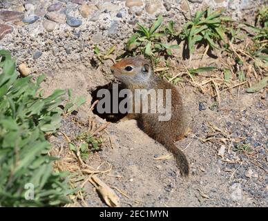 Amerikanische Pika, Ochotona princeps Stockfoto