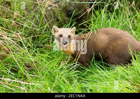 Europäischer Kiefernmarder, Martes martes. Diese Kiefer martin isst ein Baby Küken. Stockfoto
