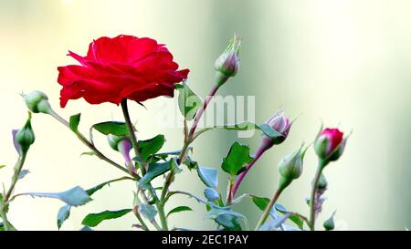 Junge Triebe einer Rose, die gerade blühen. Stockfoto