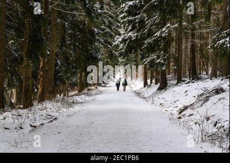 Weihnachtszeit. Schnee, Wald, Natur, verschneite Bäume im Taunusgebirge (Berg Atkonig, Feldberg) bei Konigstein Falkenstein, Kronberg. In Der Nähe Von Frankfu Stockfoto