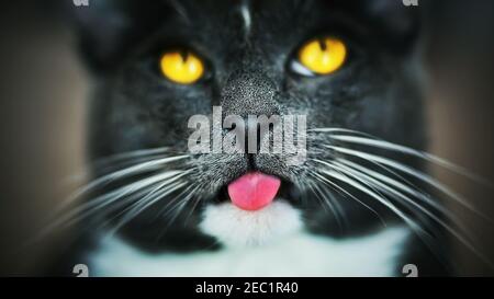 Ein Nahaufnahme-Porträt einer niedlichen grauen Hauskatze mit gelben Augen und einer schwarzen Nase, die seine rosa Zunge aus dem Mund steckte und etwas Deli will Stockfoto