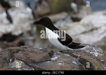 Razorbill, Alca torda. Inner Farne, Northumberland Stockfoto