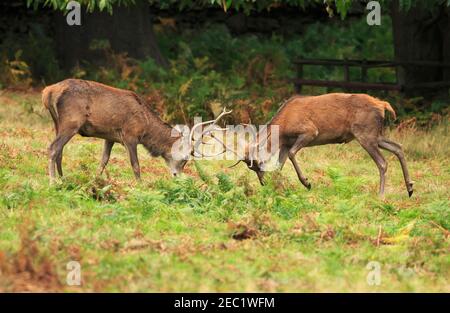 Junge Hirsche, Cervus elaphus Stockfoto