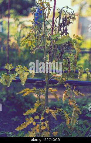 Ausgetrocknete Tomaten, schlechte Tomaten. Im Gewächshaus angebaute Tomaten werden wegen Krankheit oder Störung getrocknet. Agrarkonzept. Getönte Stockfoto