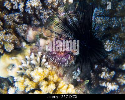 Seeigel und Polyp. Exotische Insel Ufer seichtes Wasser. Tropische Küste Landschaft Unterwasserfoto. Korallenriff Tier. Natur im Meer. Meeresfische in c Stockfoto