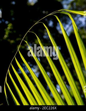 Frond der Bangalow-Palme (Archontophoenix cunninghamiana). Subtropischer Regenwald auf dem Tamborine Mountain, Queensland, Australien. Stockfoto