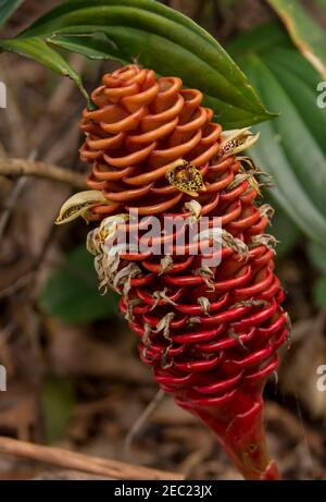 Bienenstock-Ingwer, Zingeber Spectablis, mit kegelförmigem Blütenstand und kleinen Blüten, wächst in einem privaten australischen Garten. Stockfoto