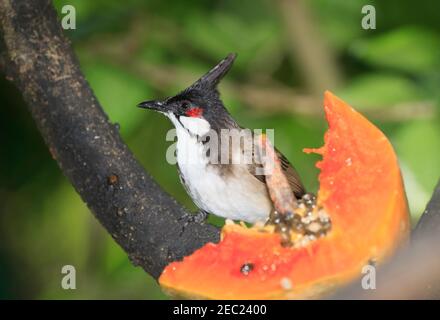 Rot-Schnurrbärtiger Bulbul (Pycnonotus Jocosus) Stockfoto