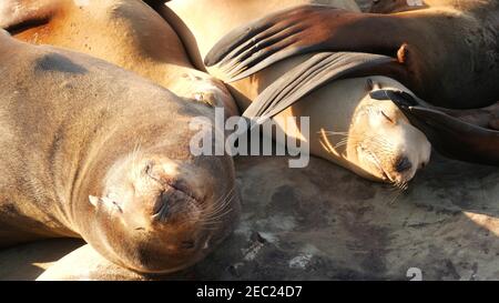 Seelöwen auf dem Felsen in La Jolla. Wildrohrige Robben, die in der Nähe des pazifischen Ozeans auf Steinen ruhen. Lustige faule Tiere schlafen. Geschützte Meeressäuger Stockfoto