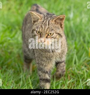 Schottische Wildkatze, Felis silvestris, gefangen Stockfoto