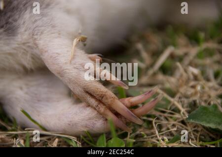 Nahaufnahme der langnasigen Bandicoot-Pfoten, Perameles nasuta, die von einem Raubtier (z. B. Adler, Fuchs, Eule) auf dem Tamborine Mountain, Queensland, Australien, getötet wurden. Stockfoto