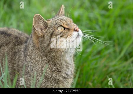 Schottische Wildkatze, Felis silvestris, gefangen Stockfoto