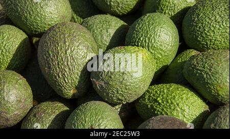 Kiste Hass Avocados (Persea Americana) frisch aus einem Obstgarten auf Tamborine Mountain, Queensland, Australien. Stockfoto