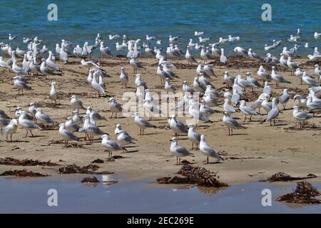 Kolonie der Silbermöwen (Chroicocephalus novaehollandiae) auf einem Sandspieß auf Penguin Island, Rockingham, Westaustralien Stockfoto