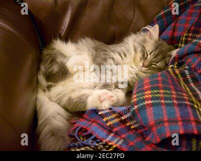 Sibirischer Wald Katze, Kätzchen schlafend in einem Stuhl Stockfoto