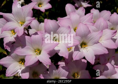 Regenlilien, Zphyranthe grandiflora, rosafarbene Blüten vieler Blumenzwiebeln im Überfluss in einem australischen Privatgarten. Blüht nur bei Sonnenschein nach Regen. Stockfoto