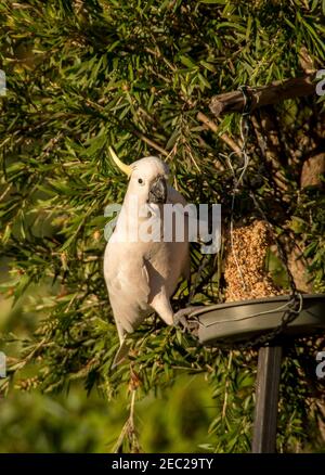 Schwefel-Haubenkakatoo, ein Papagei, (cacatua galerita), der auf einem Bidtisch thront und von einem Samenblock ernährt wird. Privater Garten in Queensland, Australien. Stockfoto