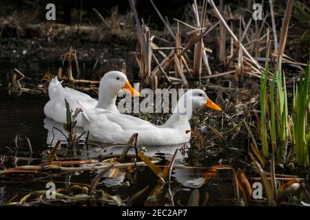 Ein Paar weiße Aylesbury-Enten, die auf einem Teich schwimmen Stockfoto