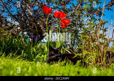 Schwarze Katze in einem Blumenbett, saß unter roten Mohnblumen Stockfoto