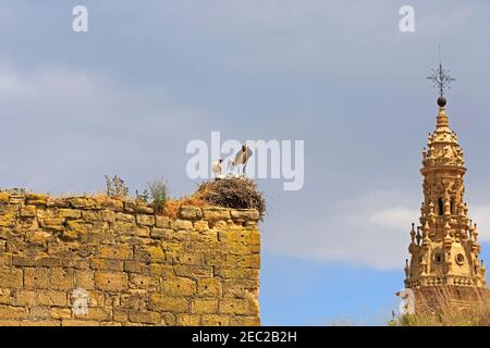 Santo Domingo de la Calzada, La Rioja, Spanien. Störche nisten an den alten Stadtmauern. Im Hintergrund ist der Domturm zu sehen. Stockfoto