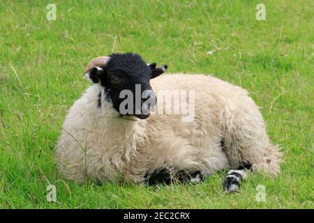 Swaledale Lamm im Lake District, Cumbria Getty Stockfoto