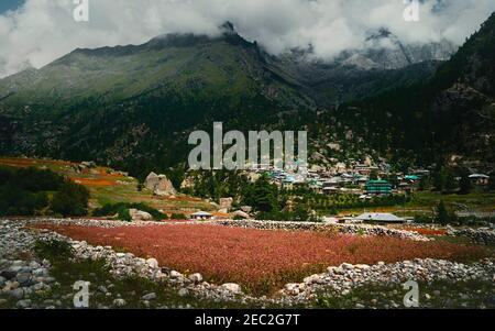 Rackham Dorf umgeben von Pinien und flankiert von Himalaya-Gipfeln und roten olga Ernte und Steinbrocken in Himachal Pradesh, Indien. Stockfoto