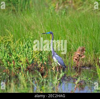 Dreifarbigen Reiher, Egretta Trikolore in der Zucht Gefieder bei Cameron Prairie N.W.R., Louisiana Stockfoto