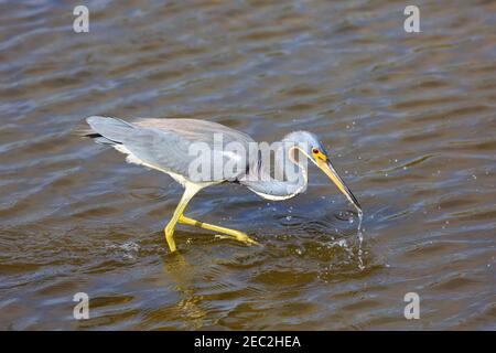 Dreifarbigen Heron (Egretta Tricolor) Stockfoto