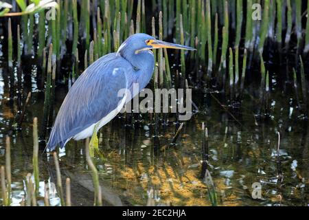 Dreifarbigen Heron (Egretta Tricolor) in der Zucht Gefieder Stockfoto