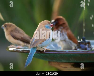 Rotwabenfink Cordon Bleu, Uraeginthus bengalus, weiblich Stockfoto