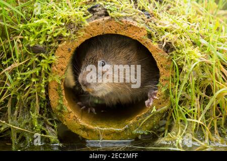 Europäische Wasser-Wühlmaus, Arvicola amphibius Stockfoto