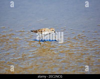 WESTERN Sandpiper, Calidris mauri im Zuchtgefieder Stockfoto