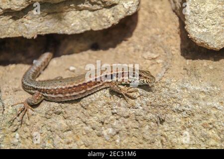 Eidechse auf Stein sitzend, Sonne genießend, ernsthaft schauendes lustiges Reptil auf Felsen. Tierwelt in Frankreich. Stockfoto