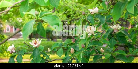 Schönes cremiges Weiß mit violetten Blüten von großblütigen Magnolien, die im Frühling und Sommer blühen, Southern Magnolia, Lobolly Magnolia. Karlsruhe b Stockfoto