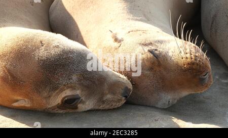 Seelöwen auf dem Felsen in La Jolla. Wildrohrige Robben, die in der Nähe des pazifischen Ozeans auf Steinen ruhen. Lustige faule Tiere schlafen. Geschützte Meeressäuger Stockfoto