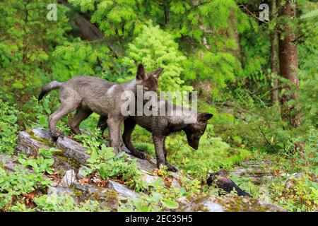 Grauwolf Welpen, Canis lupus Stockfoto