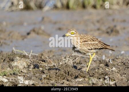 Eurasische Steincurlew oder Steincurlew, Burhinus oedicnemus, Erwachsene zu Fuß auf kurzer Vegetation, Mallorca, Balearen, Spanien Stockfoto