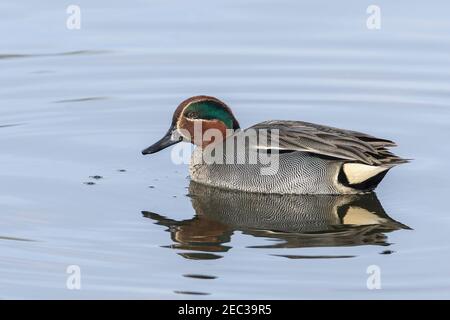 Eurasische Teal, Anas crecca, erwachsener Mann schwimmt im seichten Wasser, Norfolk, England, Vereinigtes Königreich Stockfoto