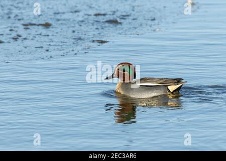 Eurasische Teal, Anas crecca, erwachsener Rüde, während er im seichten Wasser steht, Norfolk, England, Vereinigtes Königreich Stockfoto