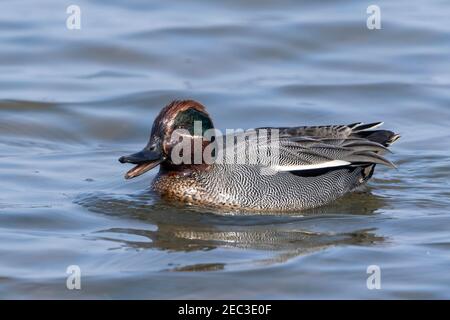 Eurasische Teal, Anas crecca, erwachsener Mann schwimmt im seichten Wasser, Norfolk, England, Vereinigtes Königreich Stockfoto