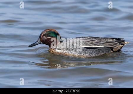 Eurasische Teal, Anas crecca, erwachsener Mann schwimmt im seichten Wasser, Norfolk, England, Vereinigtes Königreich Stockfoto